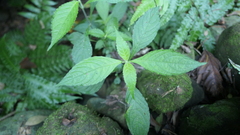 Strobilanthes formosana