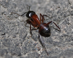 Camponotus sansabeanus