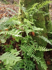 Polypodium interjectum