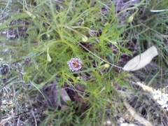 Vittadinia
