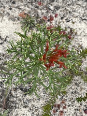 Isopogon ceratophyllus