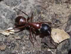 Camponotus sansabeanus