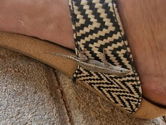 Lygodactylus bradfieldi