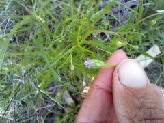 Vittadinia
