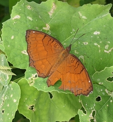 Ariadne ariadne