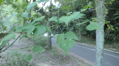 Erythrina corallodendron