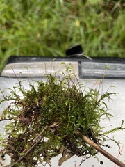 Kindbergia praelonga