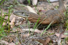Varanus panoptes panoptes