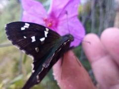 Urbanus proteus proteus