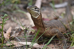 Varanus panoptes panoptes