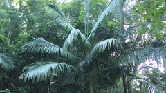Archontophoenix alexandrae