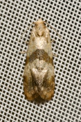 Phalonidia contractana