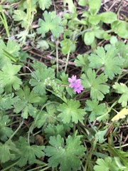Geranium