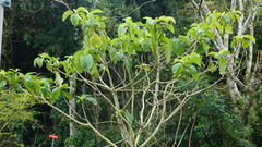 Dendrocnide kotoensis