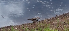Elseyornis melanops