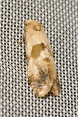 Phalonidia contractana