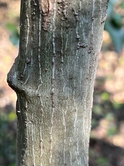 Adenia gummifera