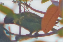 Psittacula alexandri fasciata