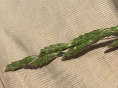 Glyceria notata