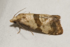 Phalonidia contractana