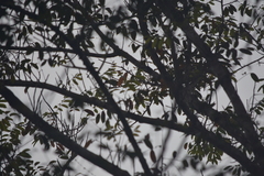 Psittacula alexandri fasciata