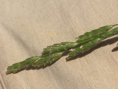 Glyceria notata