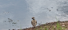 Elseyornis melanops