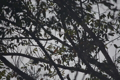 Psittacula alexandri fasciata