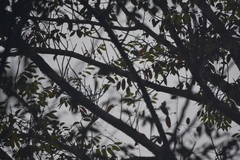 Psittacula alexandri fasciata