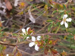 Leptospermum trinervium