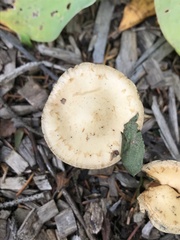 Agrocybe praecox