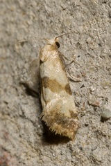 Phalonidia contractana