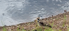 Elseyornis melanops