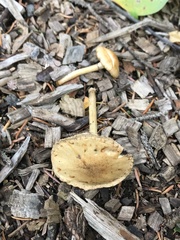 Agrocybe praecox