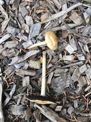 Agrocybe praecox