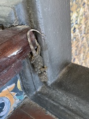 Tarentola mauritanica