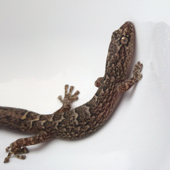 Christinus marmoratus
