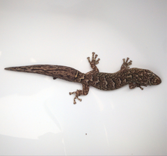Christinus marmoratus