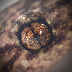 Christinus marmoratus