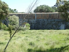 Pinus pinea