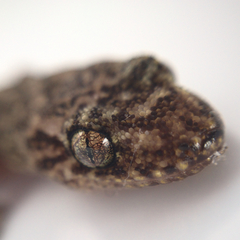 Christinus marmoratus