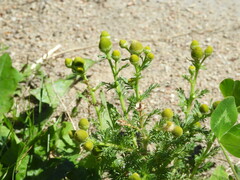 Matricaria discoidea