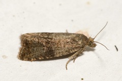 Celypha striana