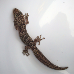 Christinus marmoratus