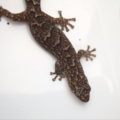 Christinus marmoratus
