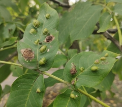 Aceria erinea