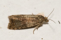 Celypha striana