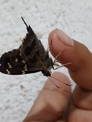 Urbanus proteus proteus