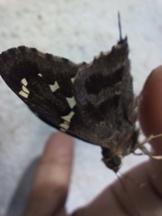Urbanus proteus proteus