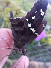 Urbanus proteus proteus